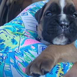 Bright Purple collar- Fawn Female - Fawn female Boxer puppy in Gloucester, Virginia from Keen Boxers