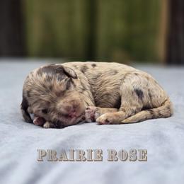 Prairie Rose - Merle female Goldendoodle puppy in Centreville, Mississippi from Trin's Designer Doodles