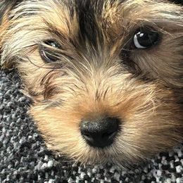 Assorted Doodle Crosses, Double Doodle, Maltipoo, Morkie, and Yorkipoo Puppies from Danza Bolo