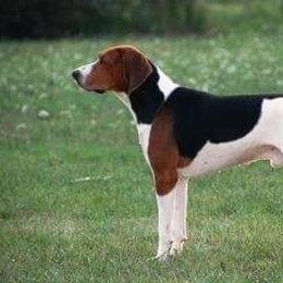 American Leopard Hounds and Treeing Walker Coonhounds from Stackem Up Kennel