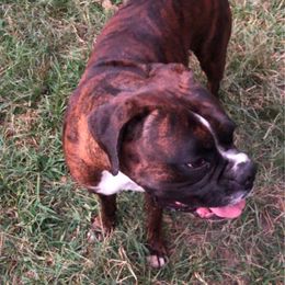 Boxers from Barbara Ann's Wholesome Yard