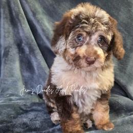 Kiri - Brown merle female Aussiedoodle puppy in Cleveland, Georgia from Jam's Doodles And Poodles