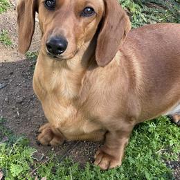 Lucky - Red female Dachshund puppy in Moreno Valley, California from DeLorenzo Dachshunds