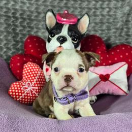 Beca - Red female Boston Terrier puppy in Millers Creek, North Carolina from Tumbling Shoals Hilltop Bostons