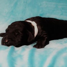 Goldendoodle Puppies from Warren Doodles