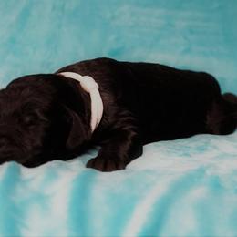 Goldendoodle Puppies from Warren Doodles
