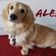 Dashin Dachsies Alex