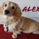 Dashin Dachsies Alex