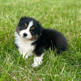 Reigns - Black tri-color male Australian Shepherd puppy in Fountaintown, Indiana from Timber Run Aussies