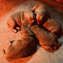 Golden Retriever Puppies from Thousand Lake Retrievers