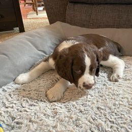 English Springer Spaniel Puppies from Timothy Naylor