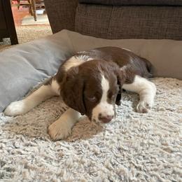English Springer Spaniel Puppies from Timothy Naylor