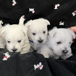 West Highland White Terrier Puppies from 2 Cute Westies
