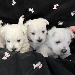 West Highland White Terrier Puppies from 2 Cute Westies