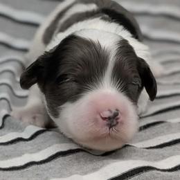 Cumulus - Merle male Cavapoo puppy in Salem, New Jersey from Dreamy Night Doodles