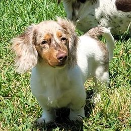 Lexie - Dachshund