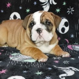 Bulldog Puppies from Illinois Bullies Kennel