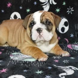 Bulldog Puppies from Illinois Bullies Kennel