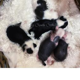 Chihuahua and Chinese Crested Puppies from Western Kentucky Chihuahua’s and Chinese Crested’s