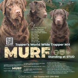 2nd Pick Black Female - Black female Labrador Retriever puppy in Berlin, Wisconsin from Gypsy Miracle Kennels