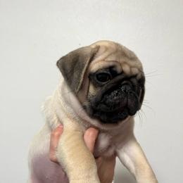 Crew - Fawn male Pug puppy in Glendale, Oregon from Azalea Pugs