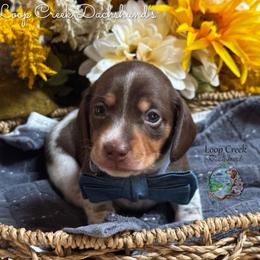Cracker Jack - Piebald male Dachshund puppy in Fayetteville, West Virginia from Loop Creek Dachshunds