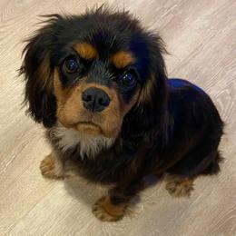 Cavapoo puppies from Safari Doodles