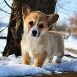 Massey Ferguson (Massey) - Red female Pembroke Welsh Corgi puppy in Greentop, Missouri from Sevits Corgis & Golden Retrievers