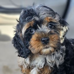 Aussiedoodle, Cockapoo, and Goldendoodle Puppies from Hilltop Doodles KY LLC