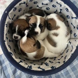 Border Terrier and Jack Russell Terrier Puppies from Cedar Run Kennels