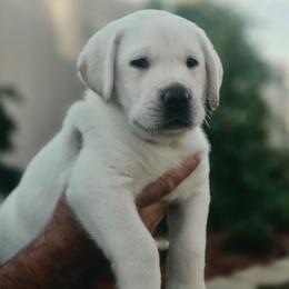 Mr. Blue, Axel - Yellow male Labrador Retriever puppy in Nampa, Idaho from Gwyneira labs of Idaho
