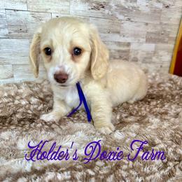 January - Cream female Dachshund puppy in Atwood, Oklahoma from Holder’s Doxie Farm