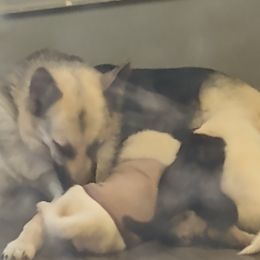 "Mom feeding " German Shepherd Puppies from Puppy Love