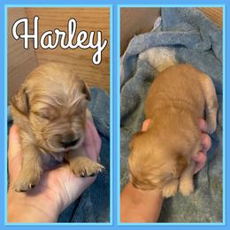 Bernese Mountain Dog and Golden Retriever Puppies from Happy Tails Family Farm