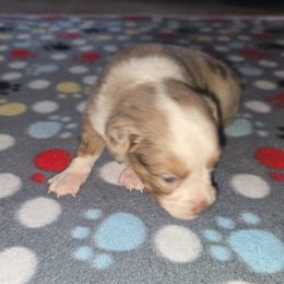 Blitzen - Red merle male Miniature Australian Shepherd puppy in Arlington, Texas from CopperHead Aussies