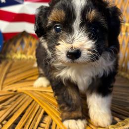 Tri female 1 - Black tri-color female Aussiedoodle puppy in Belgreen, Alabama from Scott’s Farm Poodles and Doodles