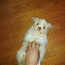 Shih Tzu Puppies from N.F.S.T Imperial ShihTzu Puppies.