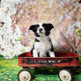 Francis - Black and white male Border Collie puppy in Avilla, Indiana from Borderline Kennels