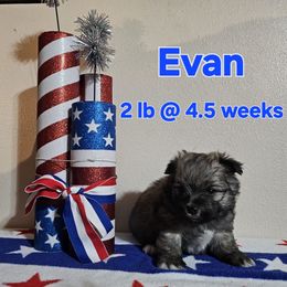Evan - White and tan male Maltese puppy in Terrell, Texas from PBJ Farms