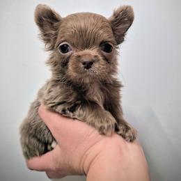 AKC Tiny Yuki - Chocolate blue female Chihuahua puppy in Silver Summit, Utah from Snow Peak Kennel