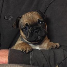 Boy 2 - Fawn male French Bulldog puppy in North Platte, Nebraska from Honey Hole Frenchies