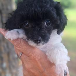 Stormy - Parti female Poodle puppy in Wanette, Oklahoma from Barker's Curly Bears