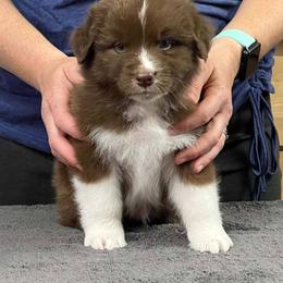 Valor - Red & white male Australian Shepherd puppy in Marshall, Indiana from Larkwood Australian Shepherds
