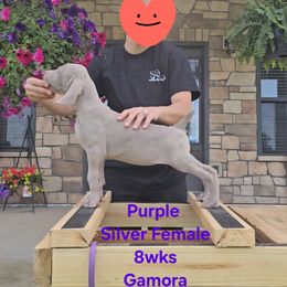 Girl 2 - Silver gray female Weimaraner puppy in Indiana from So-IN Weimaraner's