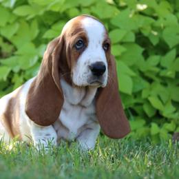 Tuna - Mahogany and white female Basset Hound puppy in Pollock, Missouri from Northstar