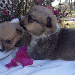 Pembroke Welsh Corgi puppies from Melissa's Pembroke Welsh Corgis