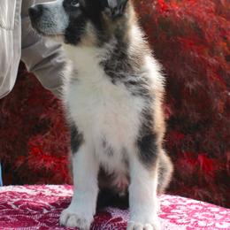 Orange colored male - Panda male German Shepherd puppy in Yakima, Washington from Bahr-S German Shepherds