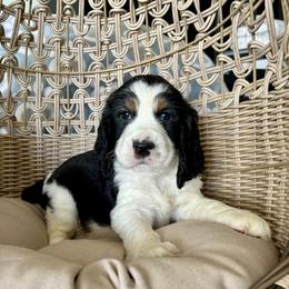 Annie - Black white and tan female English Springer Spaniel puppy in Palmdale, California from Legacy