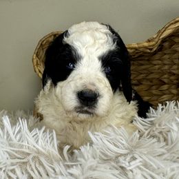 Girl 4 - Black and white female Bernedoodle puppy in Russiaville, Indiana from Pleasant Creek Minibernedoodles
