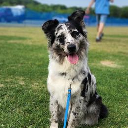 Australian Shepherds from Furtabulous Paws Australian Shepherds